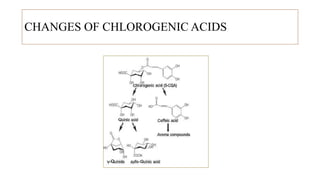 CHANGES OF CHLOROGENIC ACIDS
 