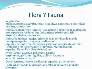 Flora Y Fauna
Vegetación:
Mangos, papaya, guayaba, rosas, orquídeas, cocoteros, pinos, algas
marinas, corozas, etc.
Animales Mamíferos: Agutíes (Los agutíes o agoutíes de roatán son
una especie de roedores que únicamente existen en la isla
Roatán), caballos, monos, etc.
Animales marinos: agujas, erizos de mar, estrellas de mar de
múltiples especies, cangrejos de diversas
especies, delfines, meros, pulpos, gusanos fluorescentes de mar
(similares a las luciérnagas), Tiburones, Marlin diversas
especies, Flying Fish (Pez Volador) etc.
Aves: Garzas, gaviotas, pelícanos, pájaros
carpinteros, gavilanes, águilas, colibrís, lora nuca
amarilla, guacamayas, etc.
Otros: Iguanas, víboras de diversas especies, plancton, etc.
Podrás disfrutar de sus hermosos y cálidos paisajes y animales
silvestres.
 