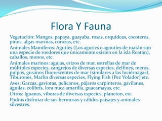 Flora Y Fauna
Vegetación: Mangos, papaya, guayaba, rosas, orquídeas, cocoteros,
pinos, algas marinas, corozas, etc.
Animales Mamíferos: Agutíes (Los agutíes o agoutíes de roatán son
una especie de roedores que únicamente existen en la isla Roatán),
caballos, monos, etc.
Animales marinos: agujas, erizos de mar, estrellas de mar de
múltiples especies, cangrejos de diversas especies, delfines, meros,
pulpos, gusanos fluorescentes de mar (similares a las luciérnagas),
Tiburones, Marlin diversas especies, Flying Fish (Pez Volador) etc.
Aves: Garzas, gaviotas, pelícanos, pájaros carpinteros, gavilanes,
águilas, colibrís, lora nuca amarilla, guacamayas, etc.
Otros: Iguanas, víboras de diversas especies, plancton, etc.
Podrás disfrutar de sus hermosos y cálidos paisajes y animales
silvestres.
 