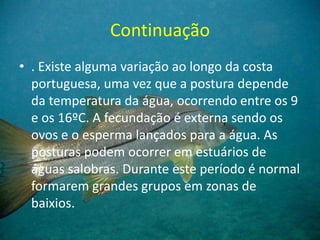 Continuação
• . Existe alguma variação ao longo da costa
portuguesa, uma vez que a postura depende
da temperatura da água, ocorrendo entre os 9
e os 16ºC. A fecundação é externa sendo os
ovos e o esperma lançados para a água. As
posturas podem ocorrer em estuários de
águas salobras. Durante este período é normal
formarem grandes grupos em zonas de
baixios.
 