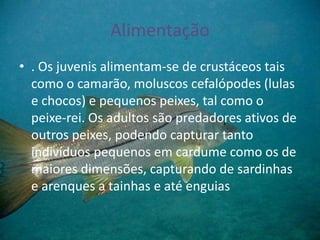 Alimentação
• . Os juvenis alimentam-se de crustáceos tais
como o camarão, moluscos cefalópodes (lulas
e chocos) e pequenos peixes, tal como o
peixe-rei. Os adultos são predadores ativos de
outros peixes, podendo capturar tanto
indivíduos pequenos em cardume como os de
maiores dimensões, capturando de sardinhas
e arenques a tainhas e até enguias
 