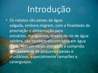 Introdução
• Os robalos são peixes de água
salgada, embora migrem, com a finalidade de
procriação e alimentação para
estuários, manguezais, braços de rio de água
salobra, são também encontrados em água
doce. Têm um corpo alongado e comprido.
Alimentam-se de pequenos peixes e
crustáceos, especialmente camarões e
caranguejos.
 
