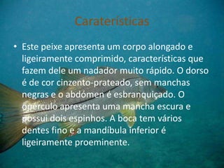 Caraterísticas
• Este peixe apresenta um corpo alongado e
ligeiramente comprimido, características que
fazem dele um nadador muito rápido. O dorso
é de cor cinzento-prateado, sem manchas
negras e o abdómen é esbranquiçado. O
opérculo apresenta uma mancha escura e
possui dois espinhos. A boca tem vários
dentes fino e a mandíbula inferior é
ligeiramente proeminente.
 