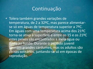 Continuação
• Tolera também grandes variações de
temperatura, de 2 a 32ºC, mas parece alimentar-
se só em águas de temperatura superior a 7ºC.
Em águas com uma temperatura acima dos 21ºC
torna-se ativo à superfície e entre os 15 e os 21ºC
estes peixes são encontrados a meia água ou
junto ao fundo. Durante o período juvenil
formam grandes cardumes, mas os adultos são
peixes solitários, juntando-se só em épocas de
reprodução.
 