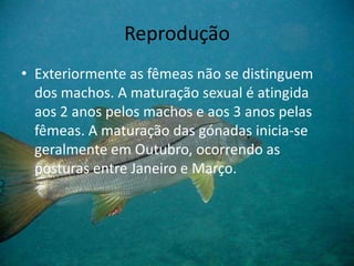 Reprodução
• Exteriormente as fêmeas não se distinguem
dos machos. A maturação sexual é atingida
aos 2 anos pelos machos e aos 3 anos pelas
fêmeas. A maturação das gónadas inicia-se
geralmente em Outubro, ocorrendo as
posturas entre Janeiro e Março.
 