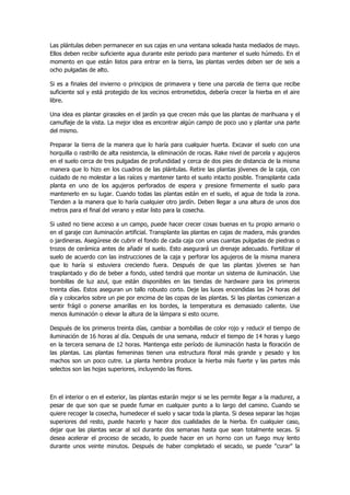 Las plántulas deben permanecer en sus cajas en una ventana soleada hasta mediados de mayo. Ellos deben recibir suficiente agua durante este periodo para mantener el suelo húmedo. En el momento en que están listos para entrar en la tierra, las plantas verdes deben ser de seis a ocho pulgadas de alto. 
Si es a finales del invierno o principios de primavera y tiene una parcela de tierra que recibe suficiente sol y está protegido de los vecinos entrometidos, debería crecer la hierba en el aire libre. 
Una idea es plantar girasoles en el jardín ya que crecen más que las plantas de marihuana y el camuflaje de la vista. La mejor idea es encontrar algún campo de poco uso y plantar una parte del mismo. 
Preparar la tierra de la manera que lo haría para cualquier huerta. Excavar el suelo con una horquilla o rastrillo de alta resistencia, la eliminación de rocas. Rake nivel de parcela y agujeros en el suelo cerca de tres pulgadas de profundidad y cerca de dos pies de distancia de la misma manera que lo hizo en los cuadros de las plántulas. Retire las plantas jóvenes de la caja, con cuidado de no molestar a las raíces y mantener tanto el suelo intacto posible. Transplante cada planta en uno de los agujeros perforados de espera y presione firmemente el suelo para mantenerlo en su lugar. Cuando todas las plantas están en el suelo, el agua de toda la zona. Tienden a la manera que lo haría cualquier otro jardín. Deben llegar a una altura de unos dos metros para el final del verano y estar listo para la cosecha. 
Si usted no tiene acceso a un campo, puede hacer crecer cosas buenas en tu propio armario o en el garaje con iluminación artificial. Transplante las plantas en cajas de madera, más grandes o jardineras. Asegúrese de cubrir el fondo de cada caja con unas cuantas pulgadas de piedras o trozos de cerámica antes de añadir el suelo. Esto asegurará un drenaje adecuado. Fertilizar el suelo de acuerdo con las instrucciones de la caja y perforar los agujeros de la misma manera que lo haría si estuviera creciendo fuera. Después de que las plantas jóvenes se han trasplantado y dio de beber a fondo, usted tendrá que montar un sistema de iluminación. Use bombillas de luz azul, que están disponibles en las tiendas de hardware para los primeros treinta días. Estos aseguran un tallo robusto corto. Deje las luces encendidas las 24 horas del día y colocarlos sobre un pie por encima de las copas de las plantas. Si las plantas comienzan a sentir frágil o ponerse amarillas en los bordes, la temperatura es demasiado caliente. Use menos iluminación o elevar la altura de la lámpara si esto ocurre. 
Después de los primeros treinta días, cambiar a bombillas de color rojo y reducir el tiempo de iluminación de 16 horas al día. Después de una semana, reducir el tiempo de 14 horas y luego en la tercera semana de 12 horas. Mantenga este período de iluminación hasta la floración de las plantas. Las plantas femeninas tienen una estructura floral más grande y pesado y los machos son un poco cutre. La planta hembra produce la hierba más fuerte y las partes más selectos son las hojas superiores, incluyendo las flores. 
En el interior o en el exterior, las plantas estarán mejor si se les permite llegar a la madurez, a pesar de que son que se puede fumar en cualquier punto a lo largo del camino. Cuando se quiere recoger la cosecha, humedecer el suelo y sacar toda la planta. Si desea separar las hojas superiores del resto, puede hacerlo y hacer dos cualidades de la hierba. En cualquier caso, dejar que las plantas secar al sol durante dos semanas hasta que sean totalmente secas. Si desea acelerar el proceso de secado, lo puede hacer en un horno con un fuego muy lento durante unos veinte minutos. Después de haber completado el secado, se puede "curar" la  
