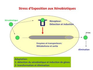 Xenobiotics Enzymes (XMEs) and transporteurs: Metabolism and exits O-Conj elimination Adaptation: 1- detection of xenobiotics and gene induction 2- transformation and elimination Stress d’Exposition aux Xénobiotiques Xénobiotique Enzymes et transporteurs: Métabolisme et sortie Récepteur: Détection et induction élimination Adaptation: 1- détection du xénobiotique et induction de gènes 2- transformation et élimination 