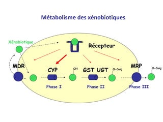 Métabolisme des xénobiotiques Xénobiotique OH Phase   I CYP Phase   II Phase   III O-Conj O-Conj GST UGT MDR MRP Récepteur 