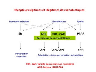 Récepteurs légitimes et illégitimes des xénobiotiques PXR, CAR: famille des récepteurs nucléaires AhR: facteur bHLH-PAS PPAR Xénobiotiques Perturbation endocrine  ER lipides Hormones stéroïdes Adaptation, stress, perturbation métabolique AhR PXR - CAR Récepteurs des xénobiotiques CYP1   CYP2, CYP3 CYP4 