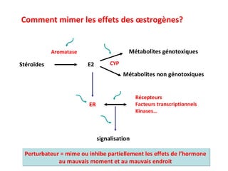 Comment mimer les effets des œstrogènes? Perturbateur = mime ou inhibe partiellement les effets de l’hormone  au mauvais moment et au mauvais endroit  Métabolites non génotoxiques  Stéro ïdes E2 Métabolites génotoxiques Aromatase CYP ER Récepteurs Facteurs transcriptionnels Kinases… signalisation 