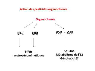 Action des pesticides organochlorés ER  PXR - CAR Organochlorés Effets  œstrogénomimétiques CYP3A4 Métabolisme de l’E2 Génotoxicité? ERß 