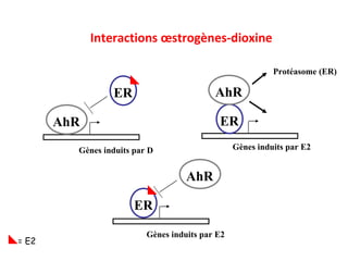 Interactions œstrogènes-dioxine Gènes induits par E2 Gènes induits par E2 = E2 Protéasome (ER) ER AhR Gènes induits par D AhR ER AhR ER 