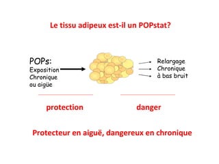 Le tissu adipeux est-il un POPstat? protection danger Protecteur en aigu ë, dangereux en chronique POPs: Exposition  Chronique  ou aig üe Relargage Chronique  à bas bruit 
