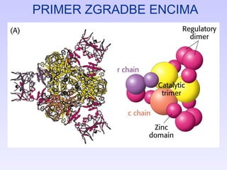 PRIMER ZGRADBE ENCIMA 
