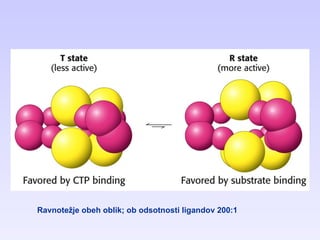 Ravnotežje obeh oblik; ob odsotnosti ligandov 200:1 