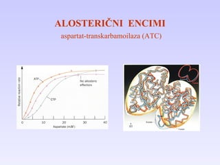 ALOSTERIČNI  ENCIMI   aspartat-transkarbamoilaza (ATC) 