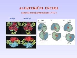 ALOSTERIČNI  ENCIMI   aspartat-transkarbamoilaza (ATC) T stanje R stanje 
