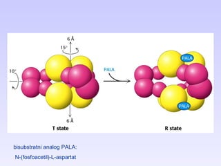bisubstratni analog PALA:  N-(fosfoacetil)-L-aspartat  