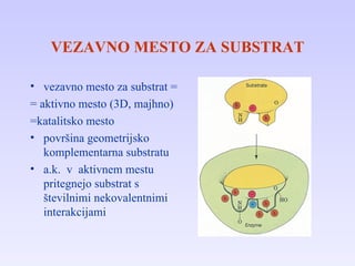 VEZAVNO MESTO ZA SUBSTRAT vezavno mesto za substrat = = aktivno mesto  (3D, majhno) =katalitsko mesto površina geometrijsko komplementarna substratu a.k.  v  aktivnem mestu pritegnejo substrat  s številnimi  nekovalentnimi interakcijami 