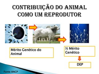 Contribuição do animal
       como um reprodutor




    Mérito Genético do   ½ Mérito
    Animal               Genético


                               DEP

Fonte ANCP
 