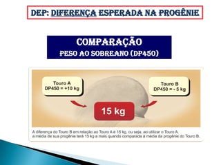 DEP: Diferença Esperada na Progênie


         COMPARAÇÃO
     Peso ao sobreano (DP450)
 