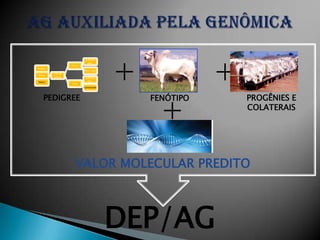 +              +
                          Karvardi
                            Imp.
                  Dumu
Irmãos
                         Mara Imp.
         Gim de
Filhos
         Garça            Survana
Netos                      Imp.
                  Dahi
                         Cartomante




                                            +
    PEDIGREE                              FENÓTIPO       PROGÊNIES E
                                                         COLATERAIS




                    VALOR MOLECULAR PREDITO



                                      DEP/AG
 