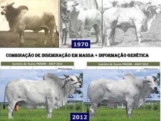 1970
Combinação de Inseminação em massa + informação genética




                         2012
 
