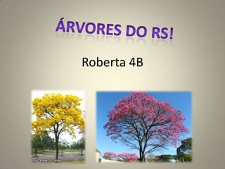 Roberta 4B

    .
 