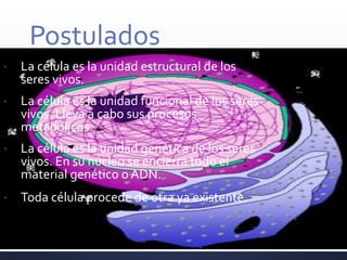 Postulados
• La célula es la unidad estructural de los
seres vivos.
• La célula es la unidad funcional de los seres
vivos. Lleva a cabo sus procesos
metabólicos.
• La célula es la unidad genética de los seres
vivos. En su núcleo se encierra todo el
material genético o ADN.
• Toda célula procede de otra ya existente.
 