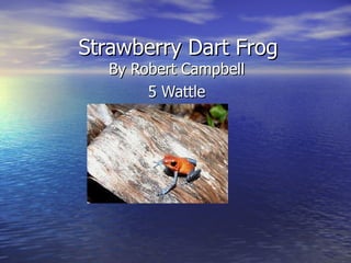 Strawberry Dart Frog By Robert Campbell 5 Wattle 