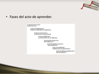 Fases del acto de aprender.