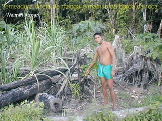 Semeadura direta de manga e mamão na borda da roça
 Waimiri Atroari
 