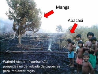 Manga

                                     Abacaxi




Waimiri Atroari: fruteiras são
poupadas na derrubada de capoeiras
para implantar roças
 