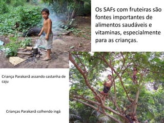 Os SAFs com fruteiras são
                                       fontes importantes de
                                       alimentos saudáveis e
                                       vitaminas, especialmente
                                       para as crianças.




Criança Parakanã assando castanha de
caju




  Crianças Parakanã colhendo ingá
 