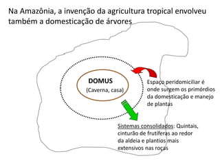 Na Amazônia, a invenção da agricultura tropical envolveu
também a domesticação de árvores




                      DOMUS                  Espaço peridomiciliar é
                      (Caverna, casa)        onde surgem os primórdios
                                             da domesticação e manejo
                                             de plantas


                                  Sistemas consolidados: Quintais,
                                  cinturão de frutíferas ao redor
                                  da aldeia e plantios mais
                                  extensivos nas roças
 