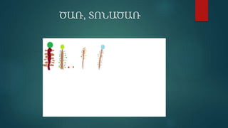 ԾԱՌ, ՏՈՆԱԾԱՌ
 