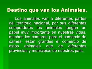 Destino que van los Animales. Los animales van a diferentes partes del territorio nacional, por sus diferentes compradores los animales juegan un papel muy importante en nuestras vidas, muchos los compran para el comercio de carnes, están grandes el comercio de estos animales que de diferentes provincias y municipios de nuestros país.  