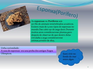 4
As esponxas ou Poríferos son
un filo de animais invertebrados acuáticos.
Existen mais de 5.000 tipos de esponxas no
mundo.Das cales 150 de auga doce.Durante
moitos anos consideraronse plantas,pero
despois de observar de que dentro delas
circulaba a auga consideraronse
animas,arredor de 1825.
Unha curiosidade:
A caza de esponxas era una proba dos antigos Xogos
Olímpicos. Soen vivir no
fondo do mar
entre algas.
 