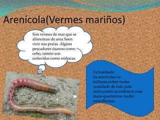 Arenícola(Vermes mariños)
5
Son vermes de mar que se
alimentan de area.Soen
vivir nas praias .Algúns
pescadores úsanno como
cebo, tamén son
coñecidas como miñocas.
Curiosidade:
As arenícolas ou
miñocas,teñen moita
cantidade de iodo polo
tanto,cando as collemos coas
mans quedannos medio
amarillentas.
 