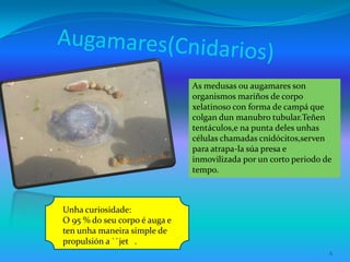6
As medusas ou augamares son
organismos mariños de corpo
xelatinoso con forma de campá que
colgan dun manubro tubular.Teñen
tentáculos,e na punta deles unhas
células chamadas cnidócitos,serven
para atrapa-la súa presa e
inmovilizada por un corto periodo de
tempo.
Unha curiosidade:
O 95 % do seu corpo é auga e
ten unha maneira simple de
propulsión a ``jet .
 
