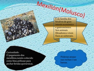 7
É da familia dos
bivalvos de gran
interés económico
e gastronómico.
Son animais
filtradores e viven
fixos ao substrato.
Curiosidade:
O pegamento dos
mexillóns,tamén coñecido
como biso,utilízase para
pechar feridas quirúrxicas.
Pódense atopar
nas rochas e nas
bateas.
 