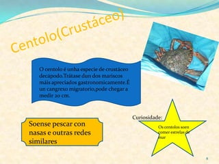8
O centolo é unha especie de crustáceo
decápodo.Trátase dun dos mariscos
máis apreciados gastronomicamente.É
un cangrexo migratorio,pode chegar a
medir 20 cm.
Curiosidade:
Os centolos soen
comer estrelas de
mar
Soense pescar con
nasas e outras redes
similares
 
