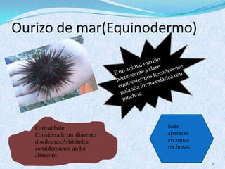 Ourizo de mar(Equinodermo)
9
Curiosidade:
Considerado un alimento
dos deuses,Aristóteles
considerounos un bó
alimento.
Soén
aparecer
en zonas
rochosas.
 