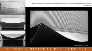Muchas de las primeras obras en Zúrich fueron estructuras de techo o pequeños toldos para despachos
de bodegas.
H U E S O S Y S I S T E M A S E S Q U E L É T I C O S
Ernstings Warehouse, 1983-1985.
 