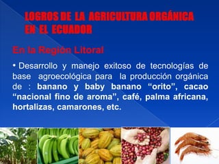 En la Región Litoral
• Desarrollo y manejo exitoso de tecnologías de
base agroecológica para la producción orgánica
de : banano y baby banano “orito”, cacao
“nacional fino de aroma”, café, palma africana,
hortalizas, camarones, etc.
 