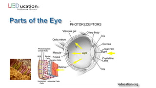 -
PHOTORECEPTORS
 