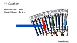 Photopic Vision – Cones
High Light Levels – Daytime
 
