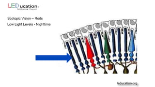 Scotopic Vision – Rods
Low Light Levels - Nighttime
 