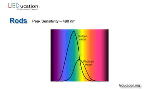 Peak Sensitivity – 498 nm
 