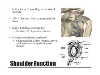 Shoulder Function
• G-H joint has ↑ mobility, but at loss of
stability
• 25% of humeral head contacts glenoid
fossa
• Static, Soft tissue constraints:
• Capsule, G-H ligaments, labrum
• Dynamic constraints consist of:
• Neuromuscular system (proprioceptive
mechanisms and scapular/humeral
muscles
 